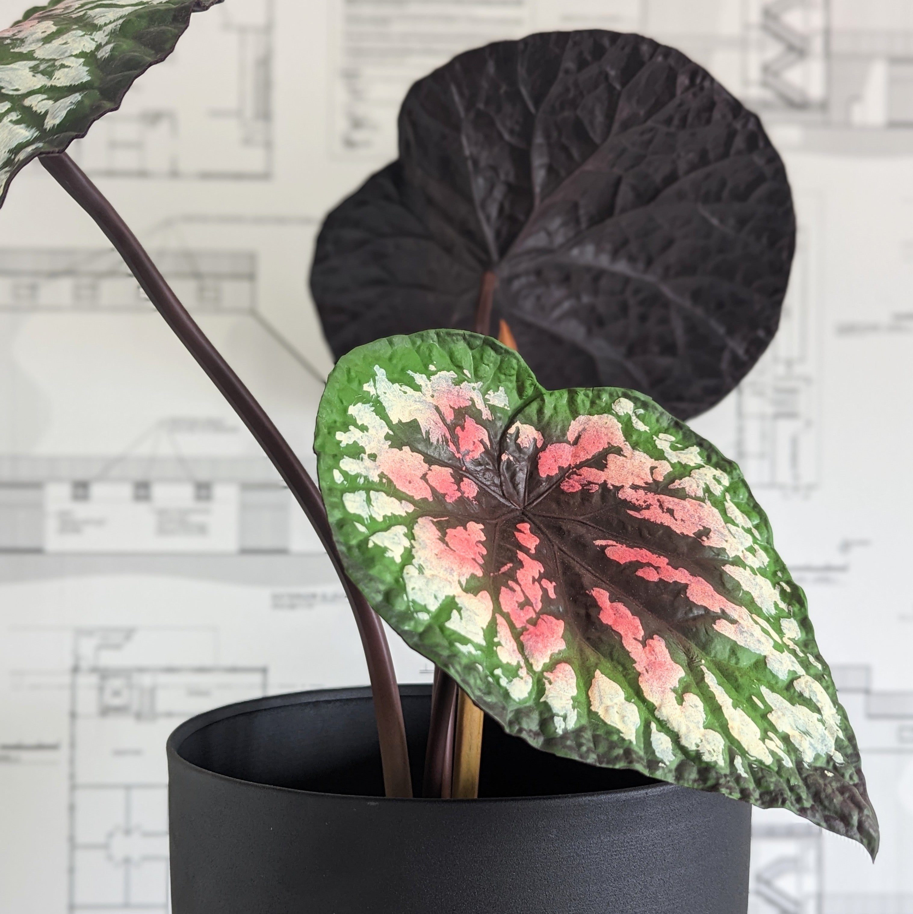 Faux Purple Begonia