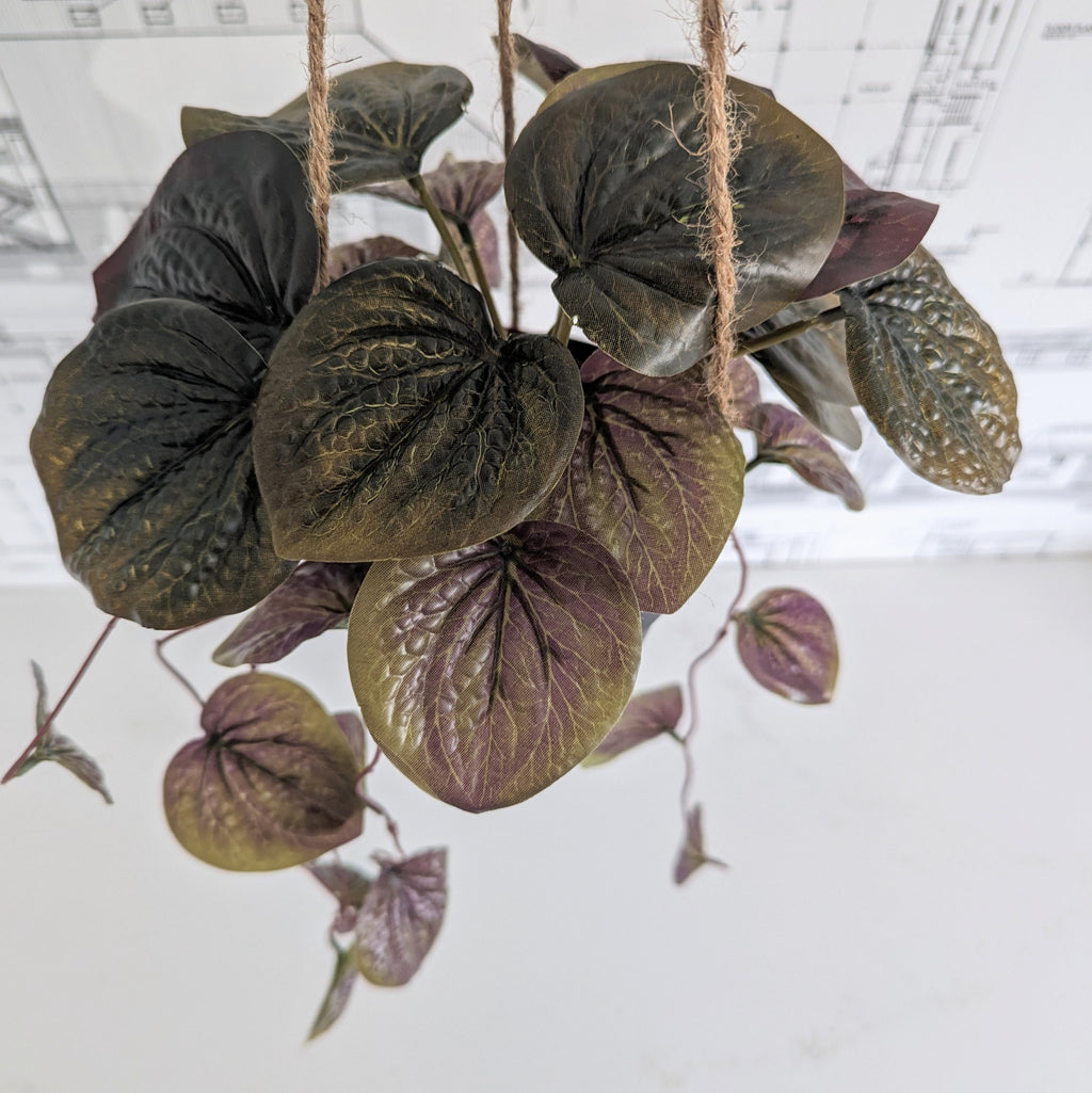 Faux Watermelon Bergonia