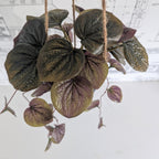 Faux Watermelon Bergonia