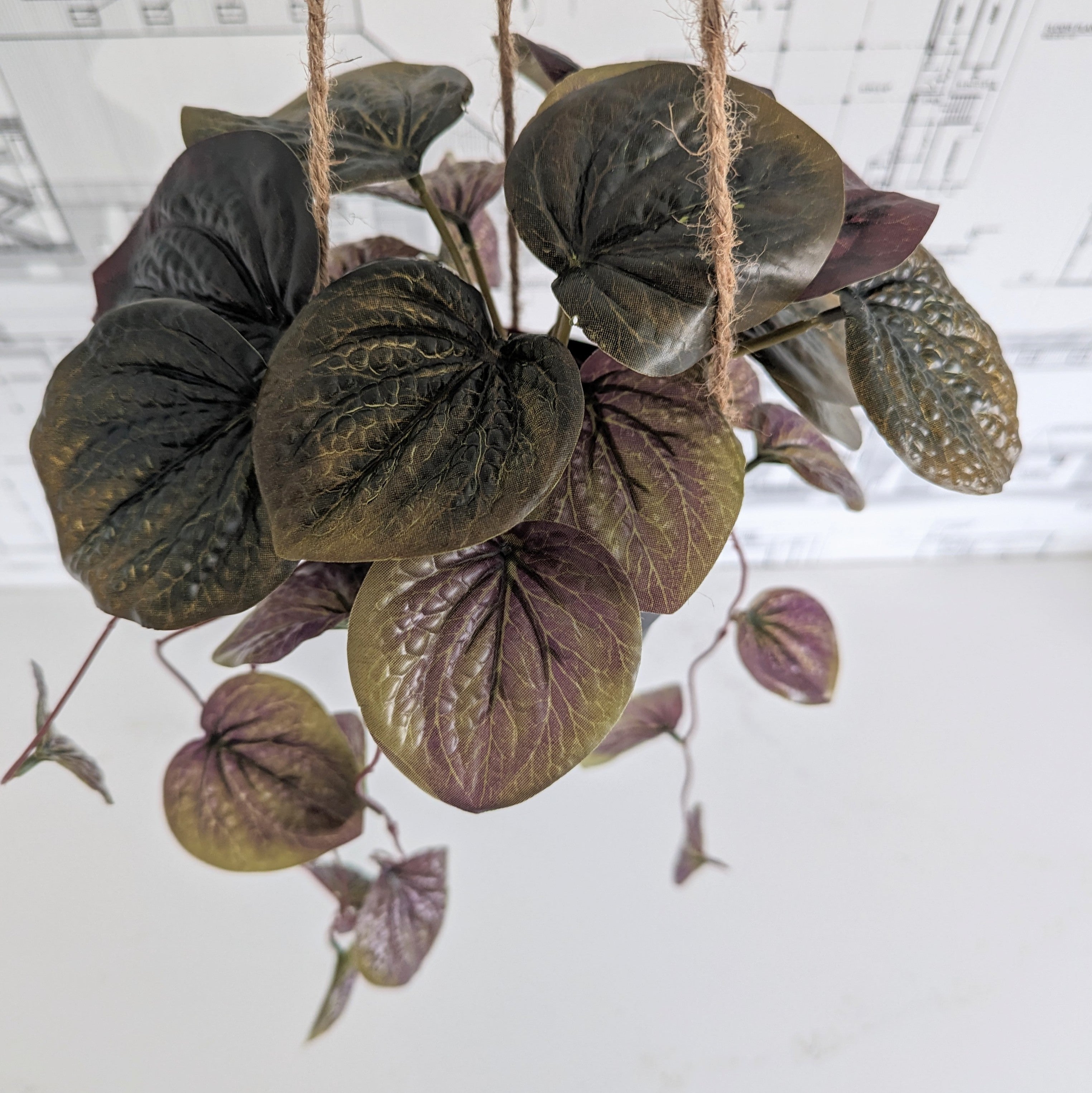 Faux Watermelon Bergonia
