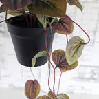 Faux Watermelon Bergonia