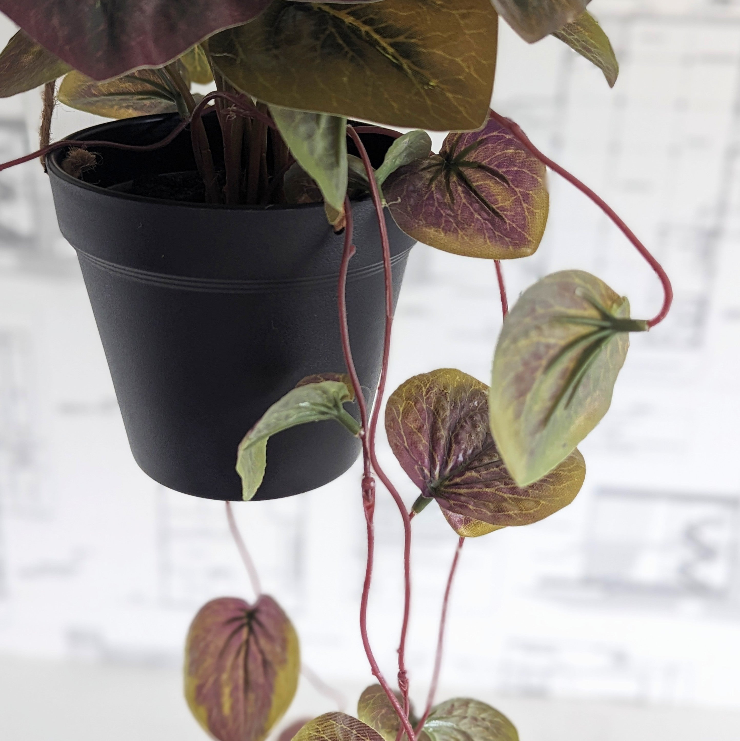 Faux Watermelon Bergonia