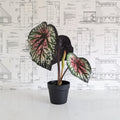 Faux Purple Begonia