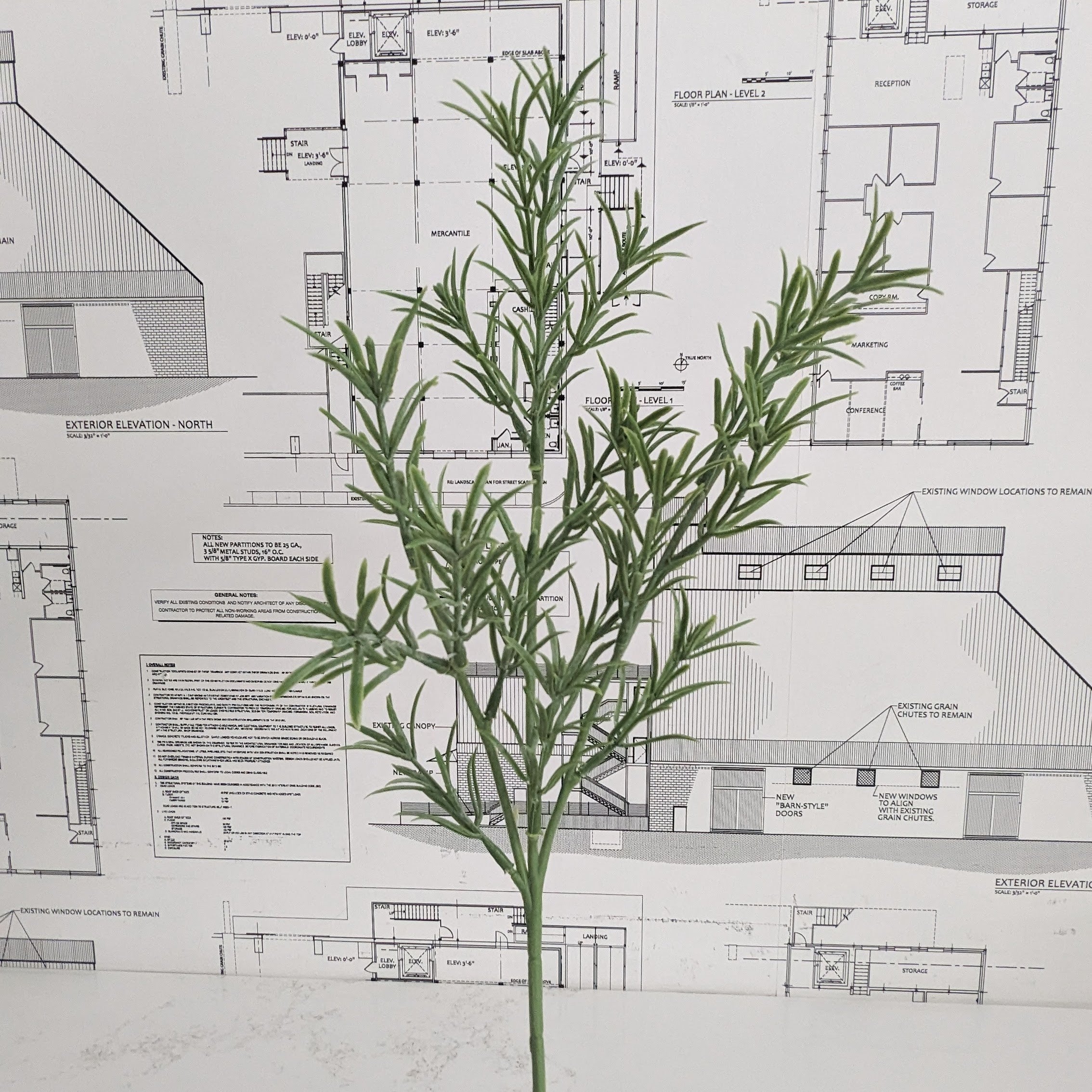 Rosemary Stem