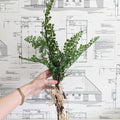 Faux Fern w/Exposed Roots