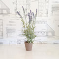Potted Lavender