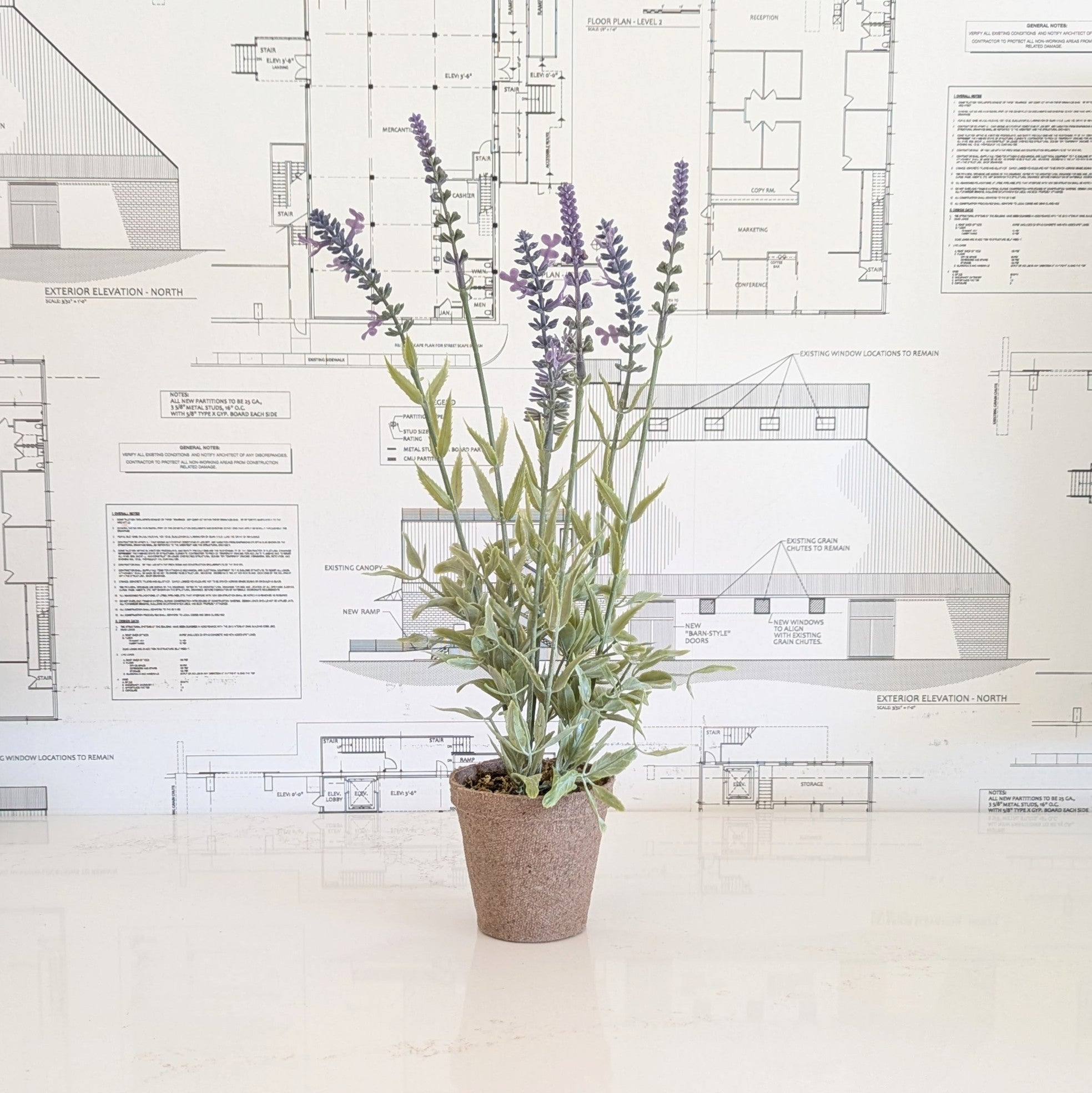 Potted Lavender