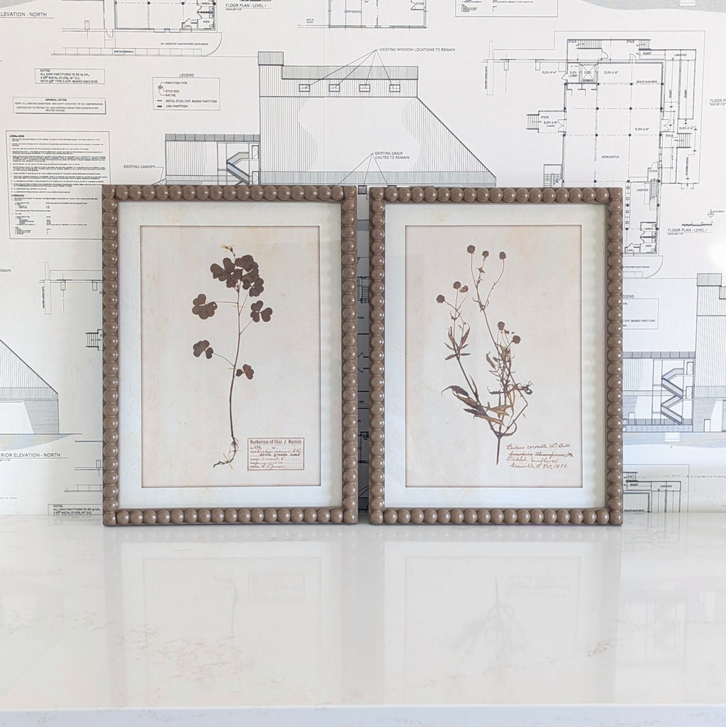 Herbarium Print in Frame