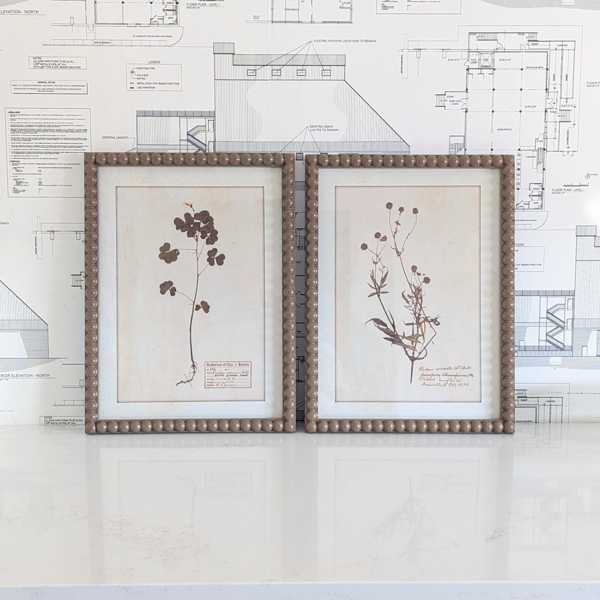 Herbarium Print in Frame