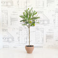 Faux Olive Topiary