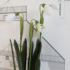 Faux Snowdrop