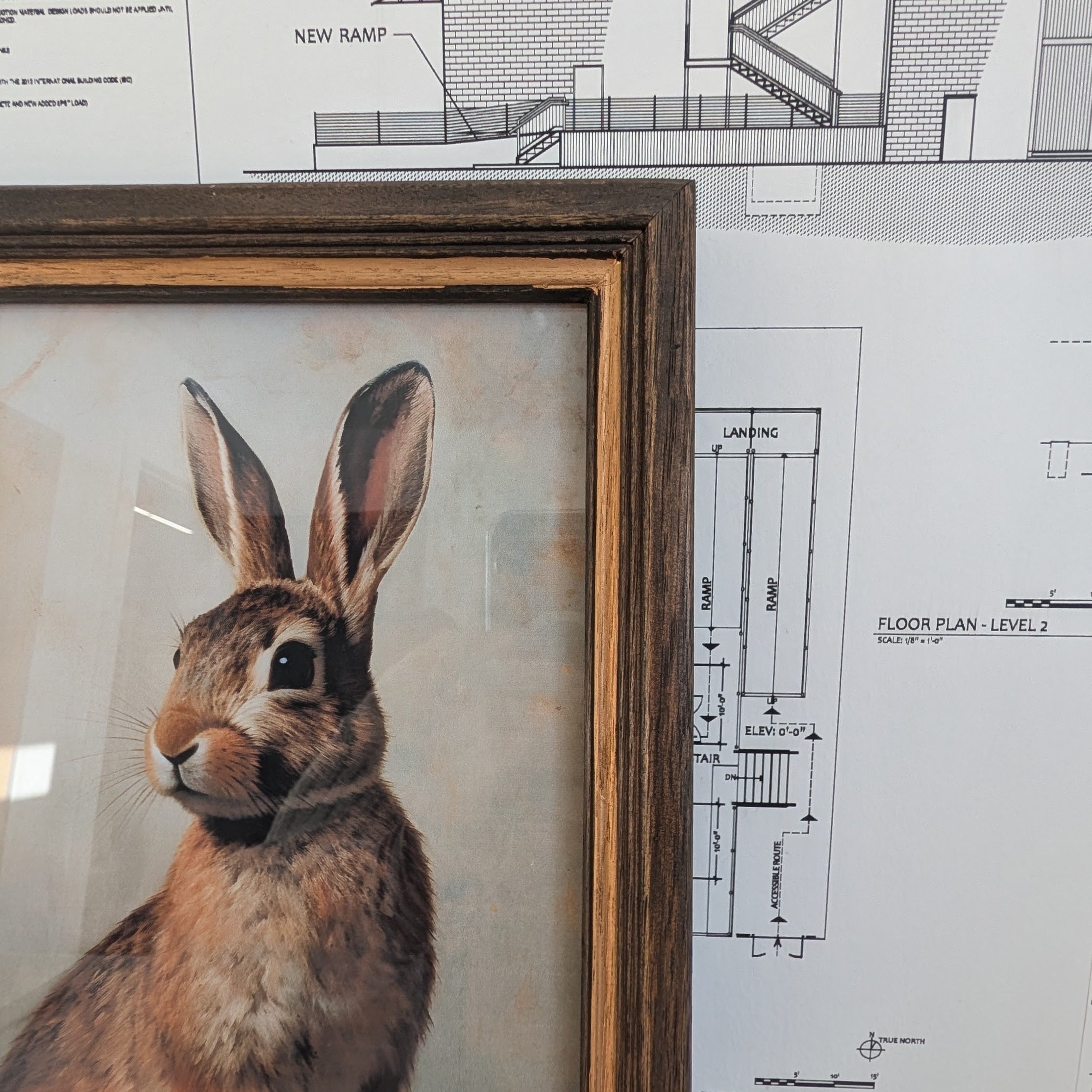 Rabbit Framed Art