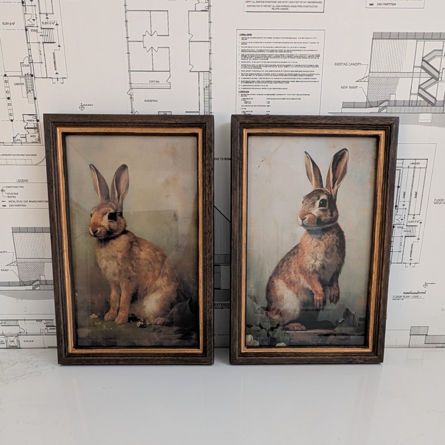 Rabbit Framed Art