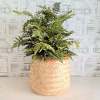Faux Fern - 36