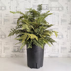 Faux Fern - 36