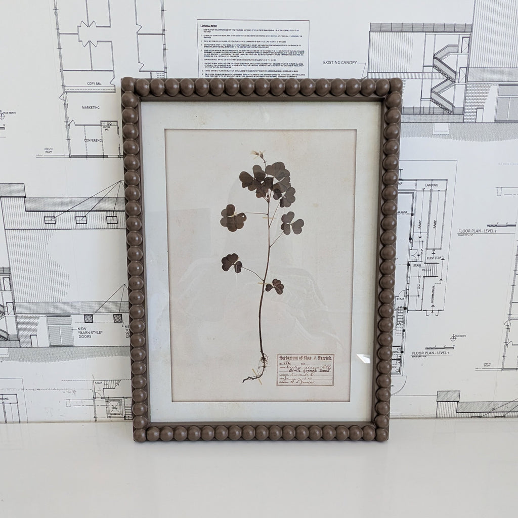 Herbarium Print in Frame