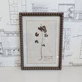 Herbarium Print in Frame