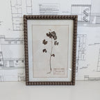 Herbarium Print in Frame
