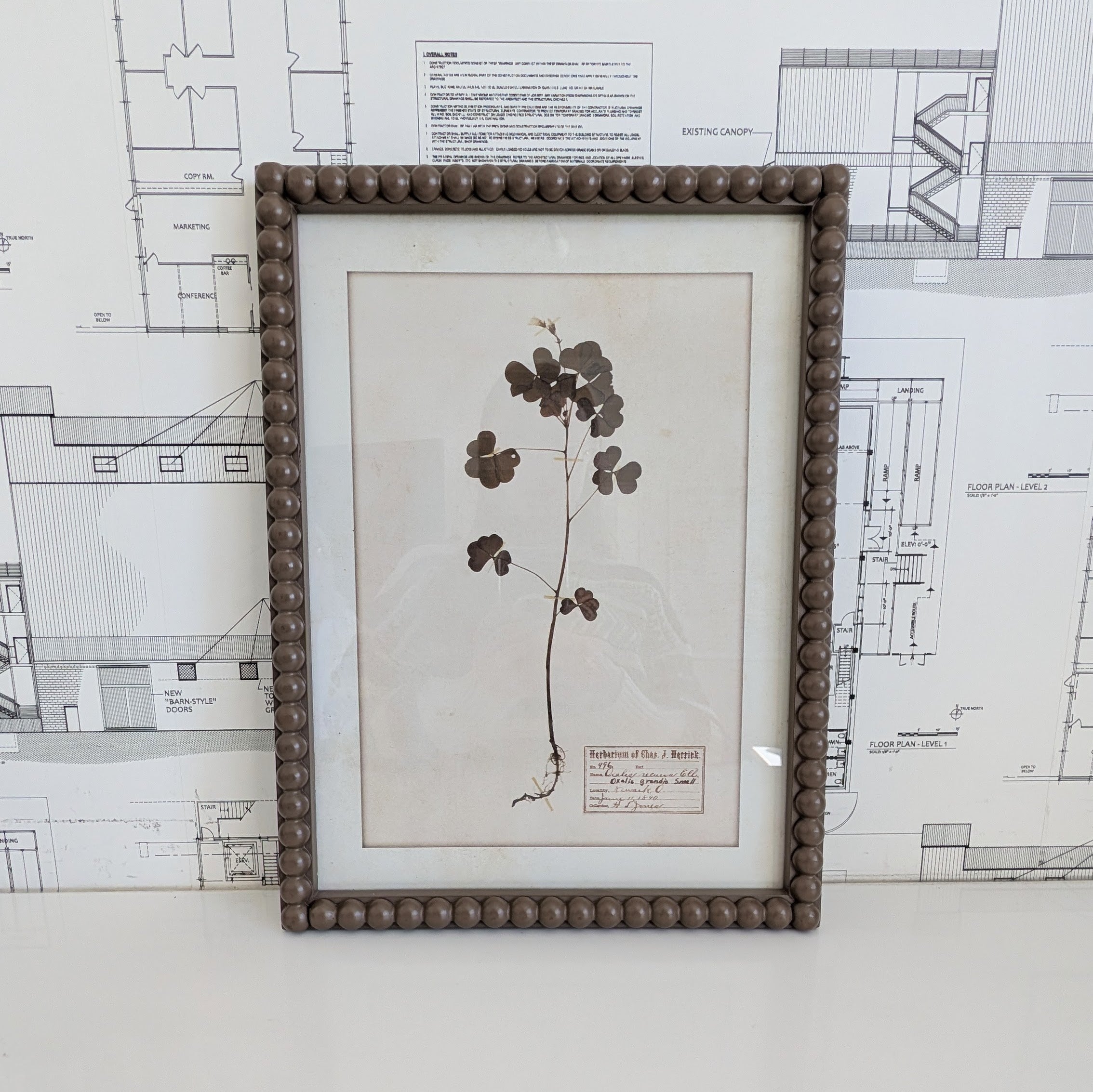 Herbarium Print in Frame