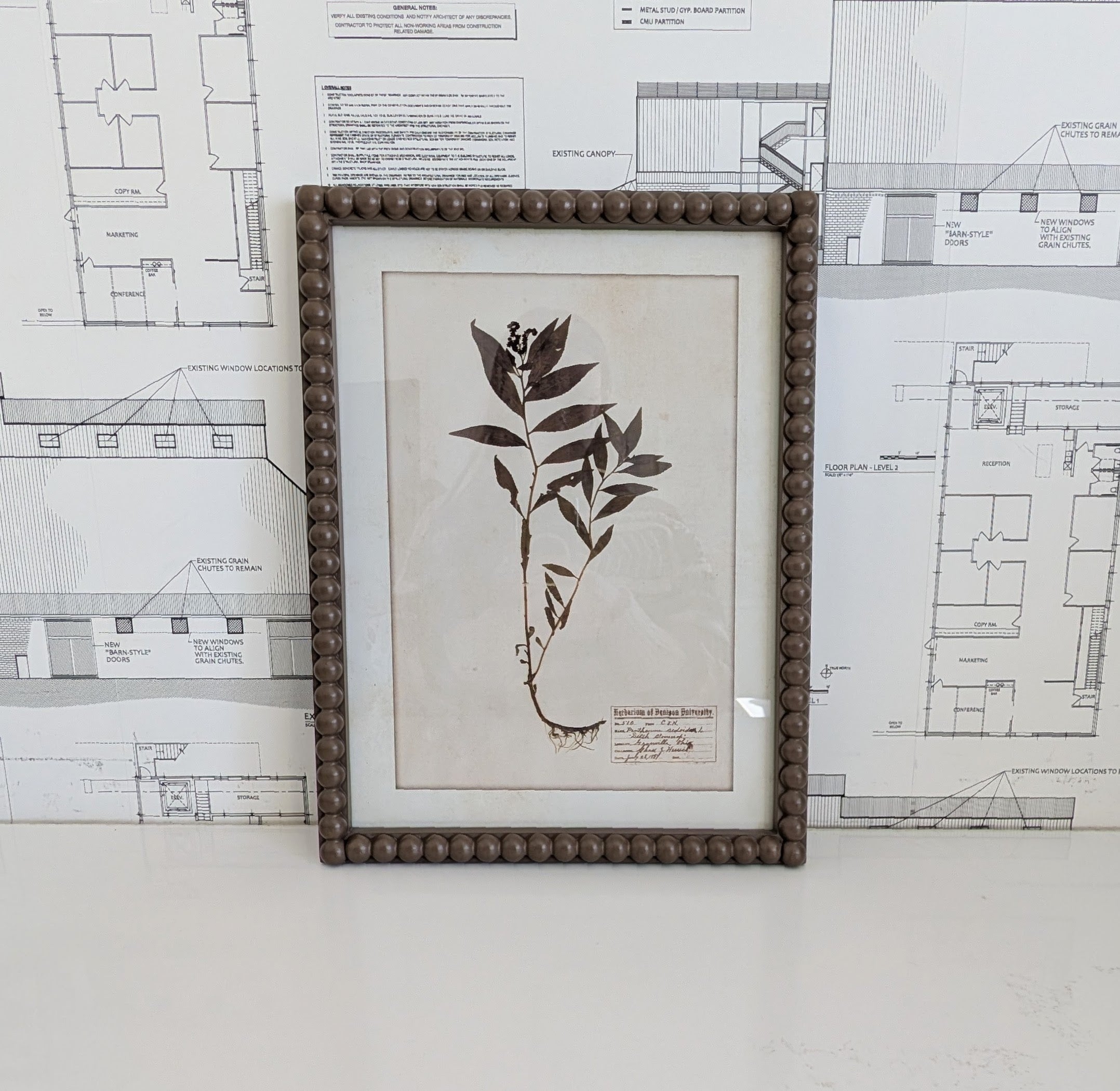 Herbarium Print in Frame