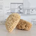 Shower Sponge