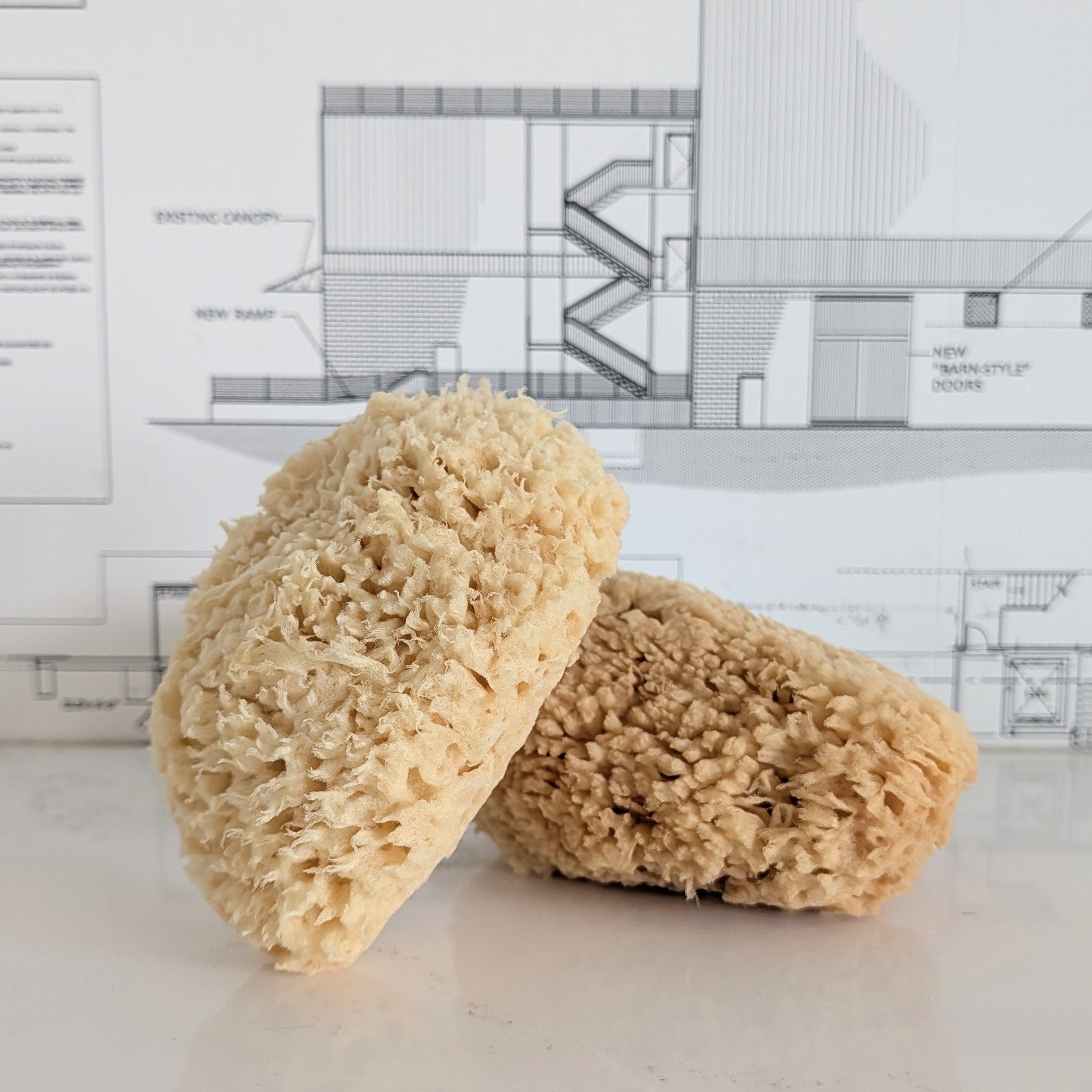 Shower Sponge