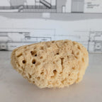 Shower Sponge