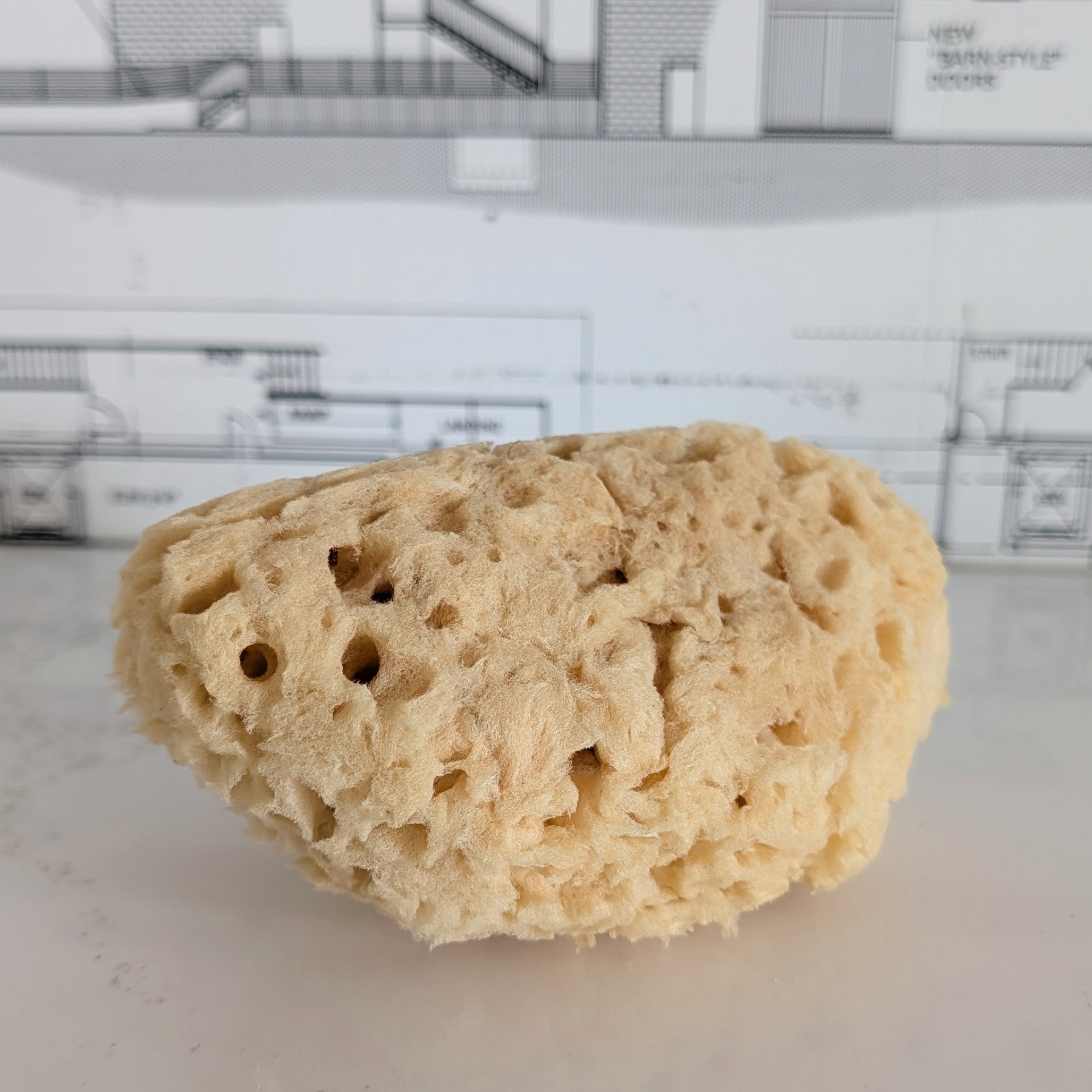Shower Sponge