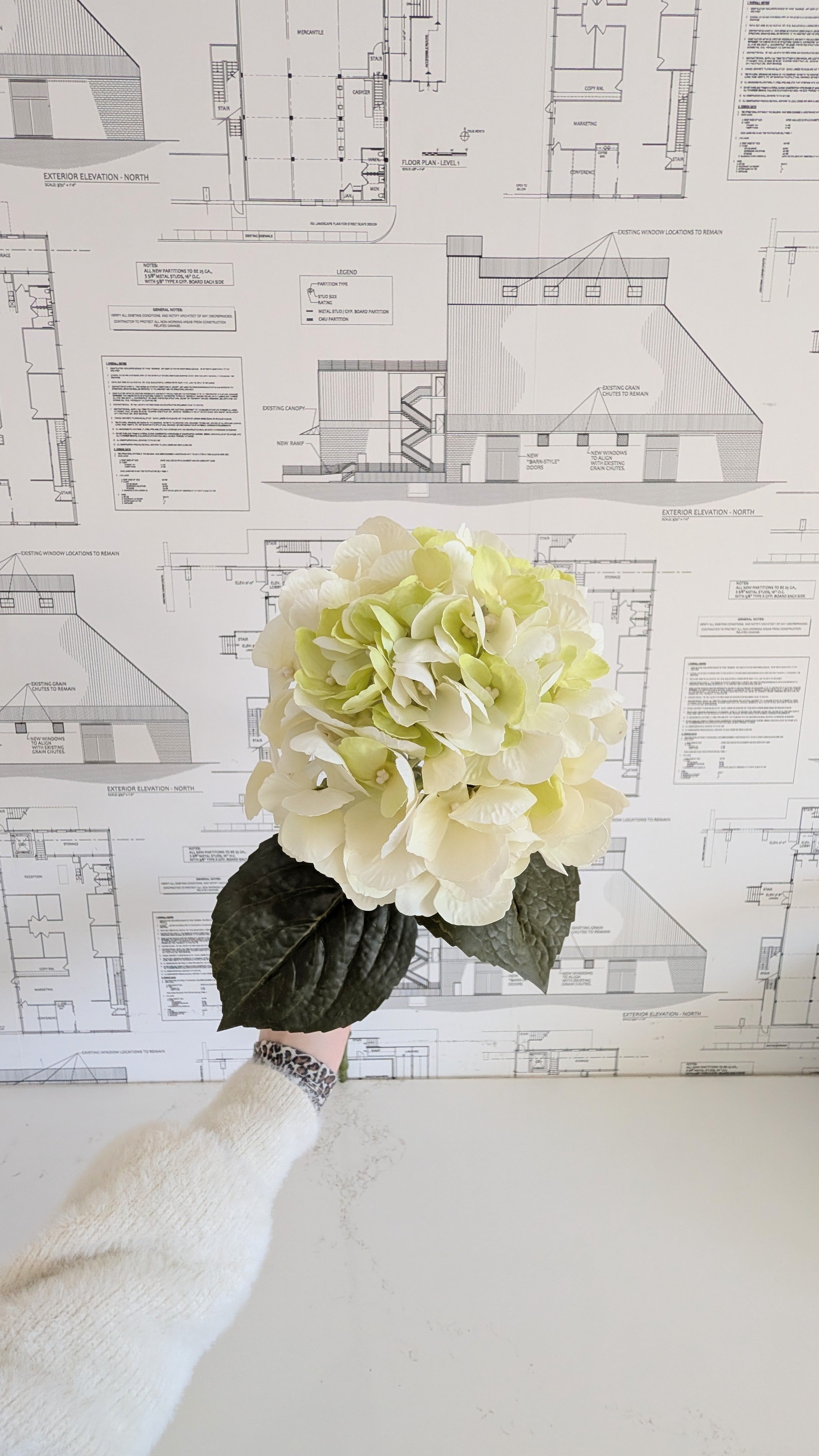 Hydrangea Stem