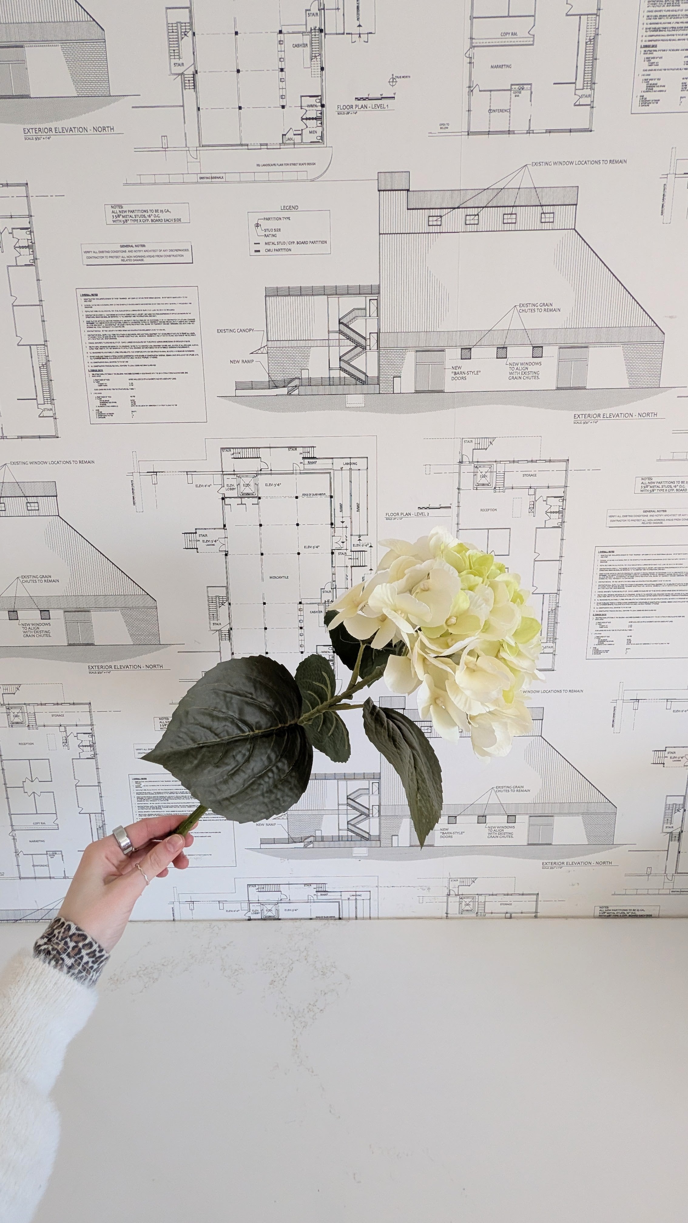 Hydrangea Stem