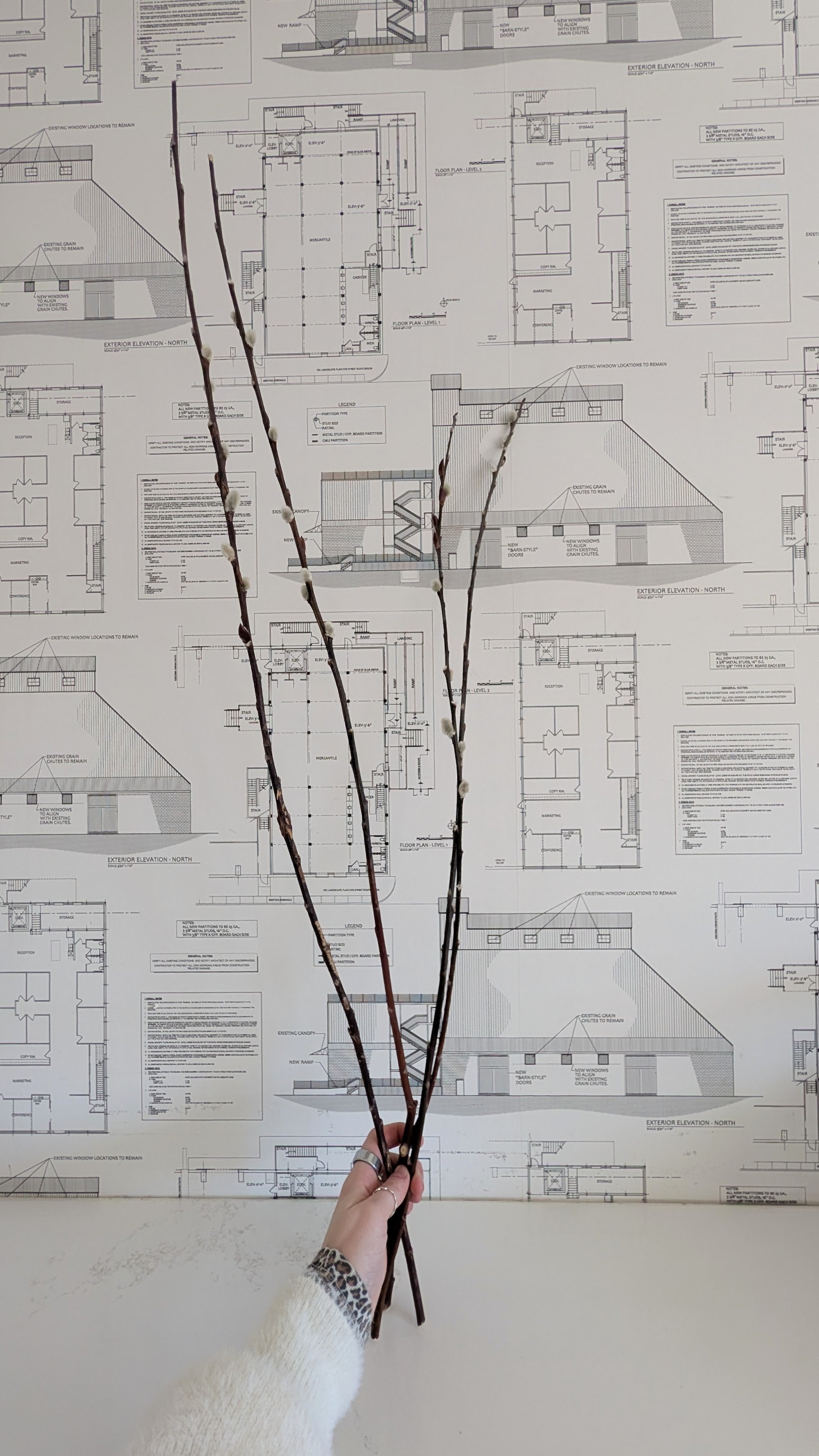 Pussy Willow Branch