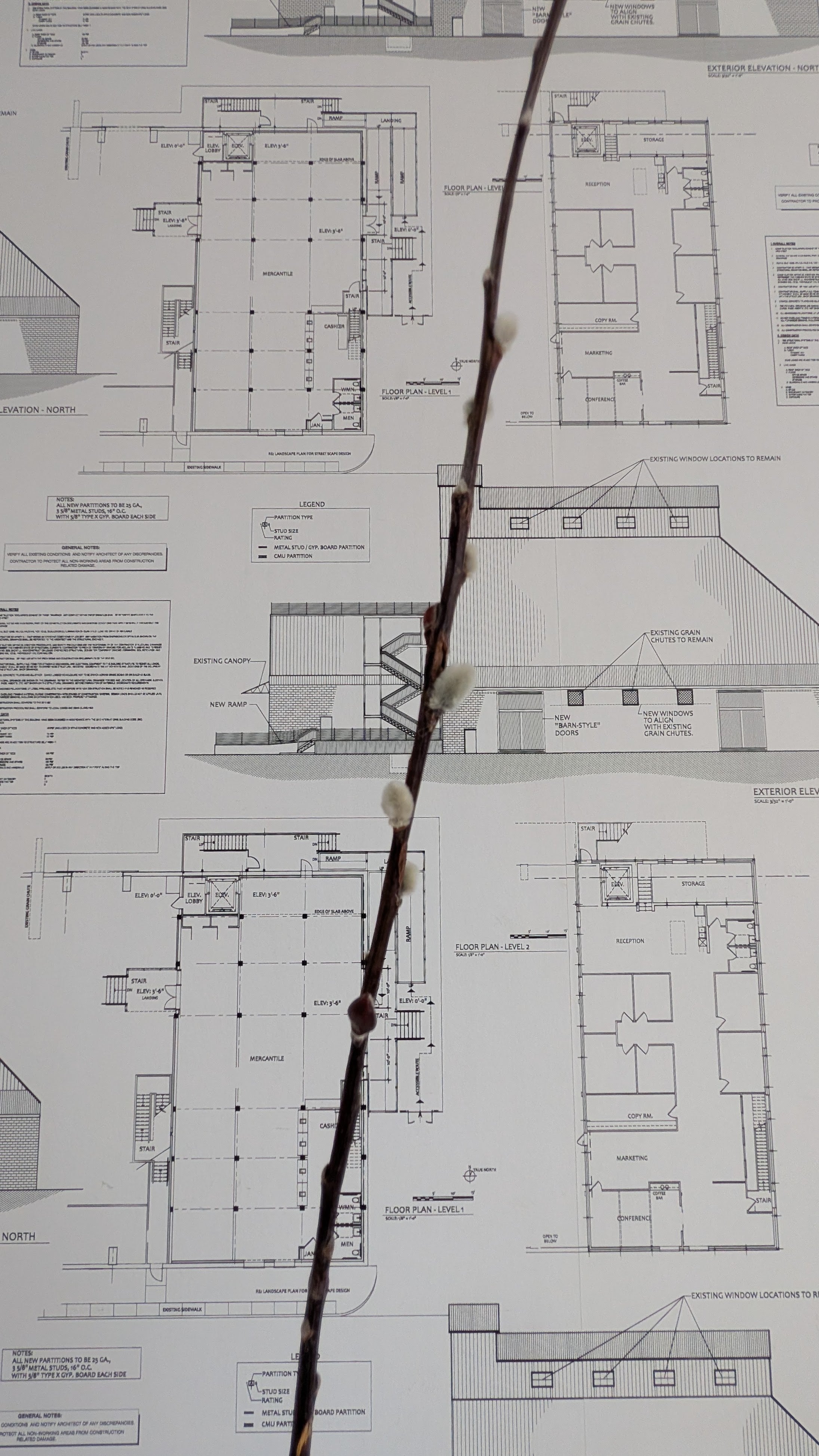 Pussy Willow Branch