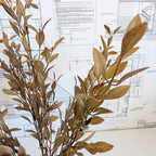 Golden Willow Sprig